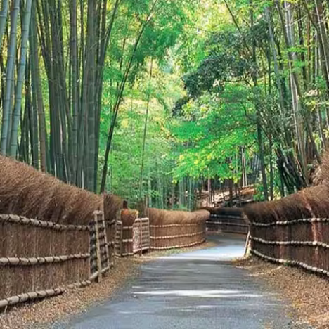 Kamiari Festival : comprendre l’arrivée des divinités à Izumo Oyashiro
